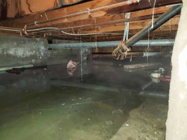 Water damage restoration mold remediation in Maumee, OH