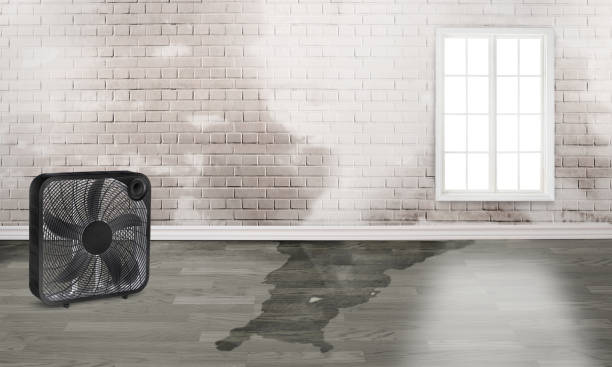 Best Water damage cleanup near me  in Maumee, OH